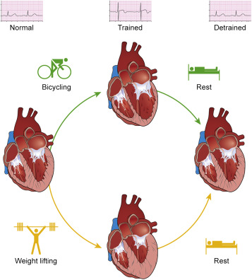 LISS vs. HIIT Cardio